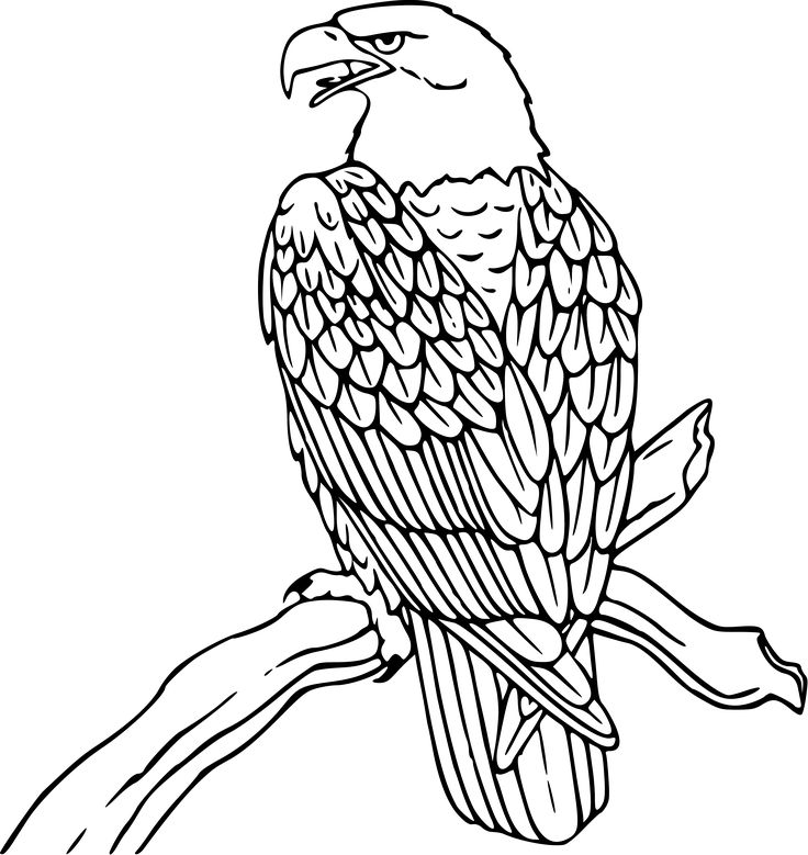 736x779 Collection Of Free Bird Drawing Eagle Download On Ui Ex - Eagle Black And White Drawing