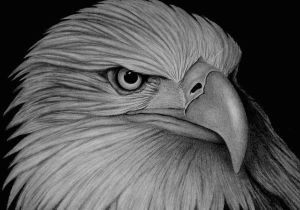 300x210 Drawing Eagle Eyes Pix For Black And White Eagle Photography Bald - Eagle Black And White Drawing