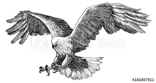 500x268 Eagle Landing Hand Draw Sketch Black Line On White Background - Eagle Black And White Drawing