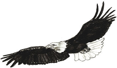 400x233 How To Draw An Eagle - Eagle Black And White Drawing