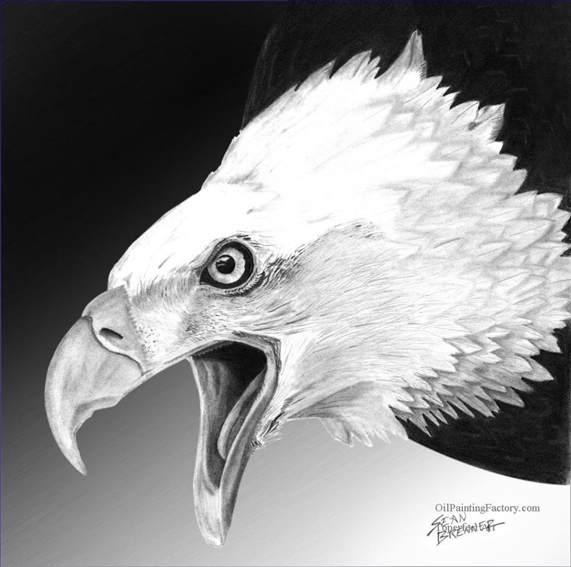 Eagle Black And White Drawing at PaintingValley.com | Explore ...