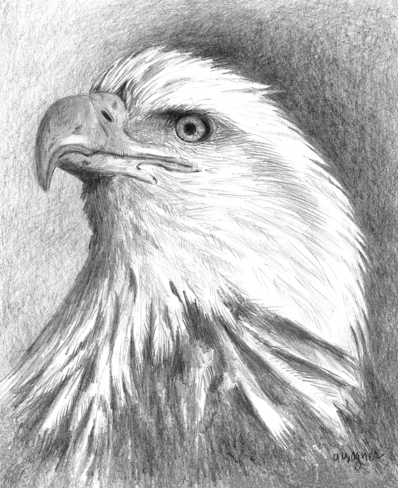 572x700 Bald Eagle Drawings Fine Art America - Eagle Black And White Drawing