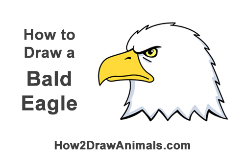 500x315 How To Draw A Bald Eagle Head - Eagle Cartoon Drawing