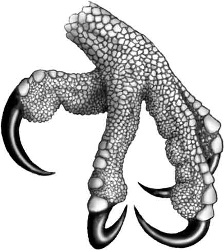 436x487 Eagle Claws Drawing - Eagle Claws Drawing