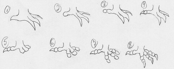 600x239 How To Draw An Eagle Claw - Eagle Claws Drawing