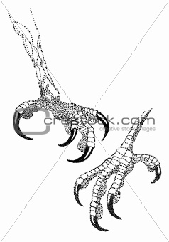 238x340 Image Eagle Talon, Vector From Crestock Stock Photos - Eagle Claws Drawing