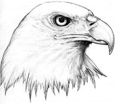 Eagle Drawing