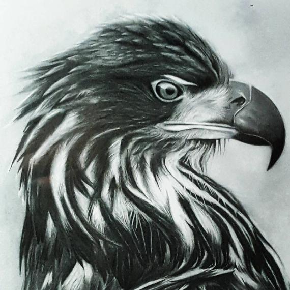 570x570 Eagle Drawing Etsy - Eagle Drawing