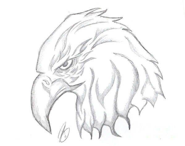 599x474 Eagle Head Drawing Poster - Eagle Drawing
