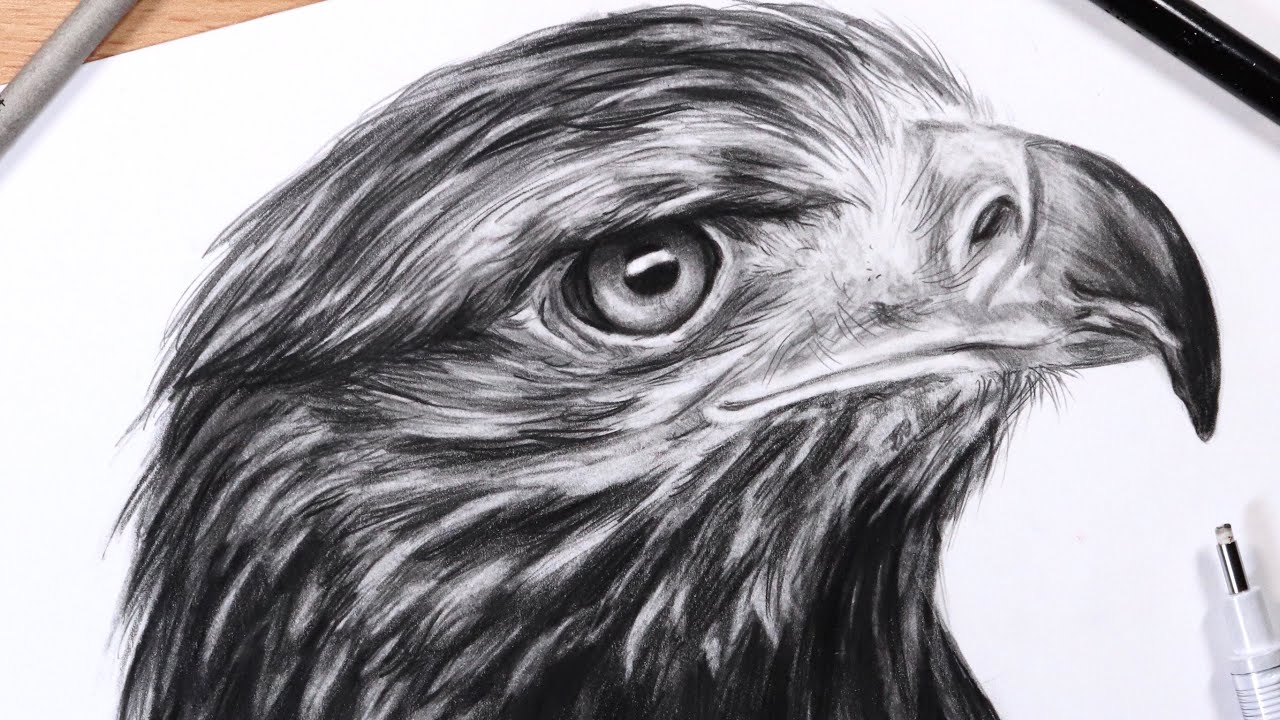 1280x720 How To Draw Feathers Drawing A Realistic Eagle Head - Eagle Drawing