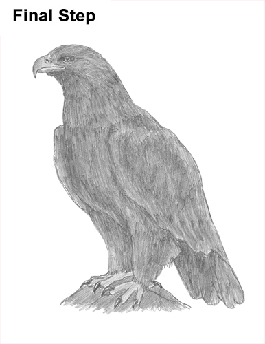 386x500 How To Draw A Golden Eagle - Eagle Drawing