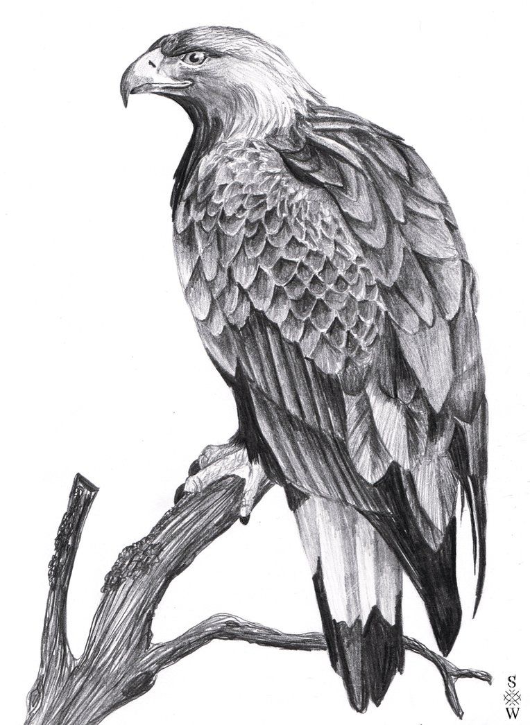 764x1046 A Drawing Of A Golden Eagle This Is The First Time I Recorded One - Eagle Drawing