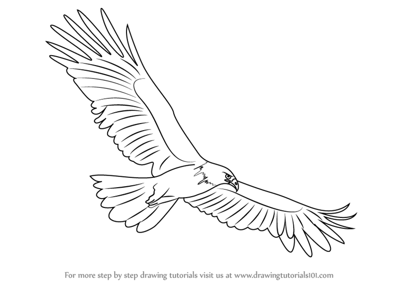 800x568 Learn How To Draw A Black Eagle - Eagle Drawing