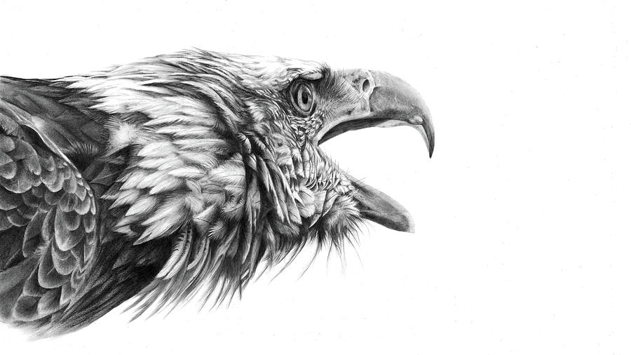 900x506 Screaming Eagle Drawing - Eagle Drawing