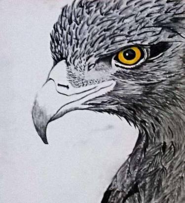 Eagle Drawing at PaintingValley.com | Explore collection of Eagle Drawing