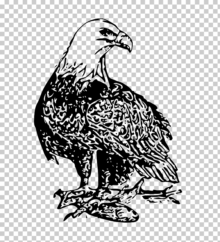 728x800 bald eagle drawing cartoon bald eagle png clipart free - Eagle Drawing Cartoon