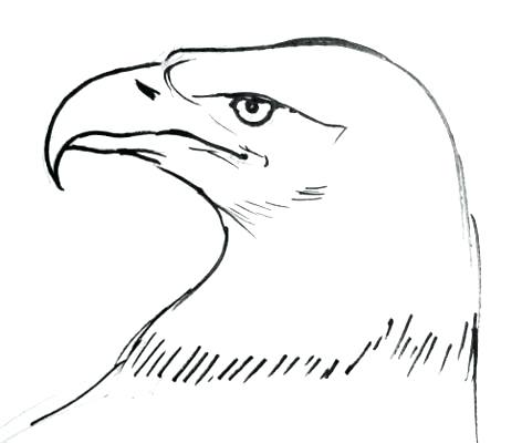 472x400 Bald Eagle Drawings Free Blindworm - Eagle Drawing Cartoon