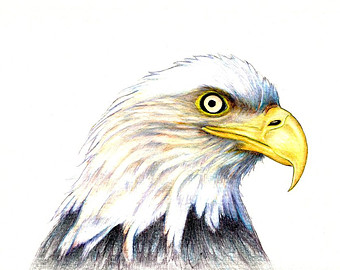 340x270 Bald Eagle Drawing Etsy - Eagle Drawing Color