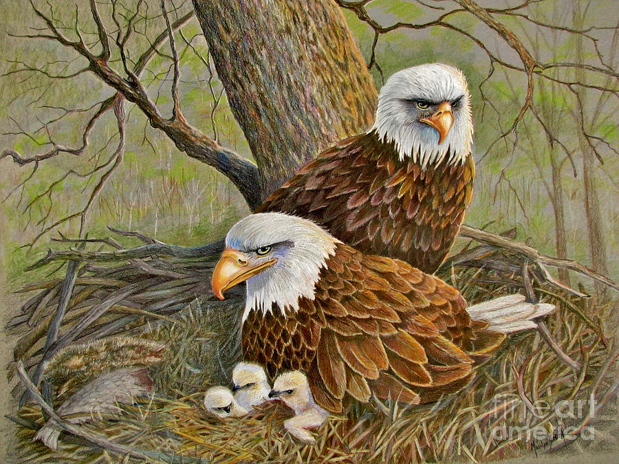 900x675 Decorah Eagle Family Drawing - Eagle Drawing Color