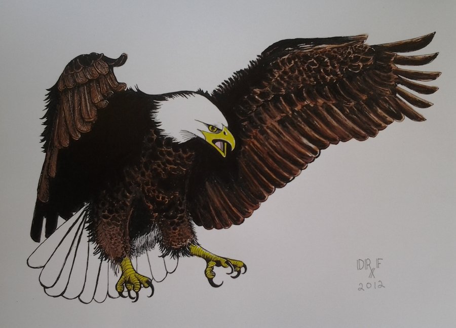 900x647 Eagle Drawing Color - Eagle Drawing Color