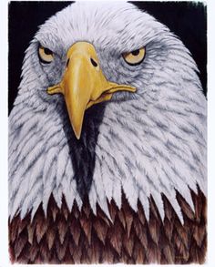 236x293 Best Outlines Images Drawings, Eagle Drawing, Drawing S - Eagle Drawing Color