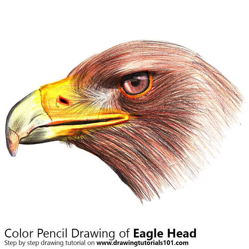 800x800 Eagle Head Colored Pencils - Eagle Drawing Color