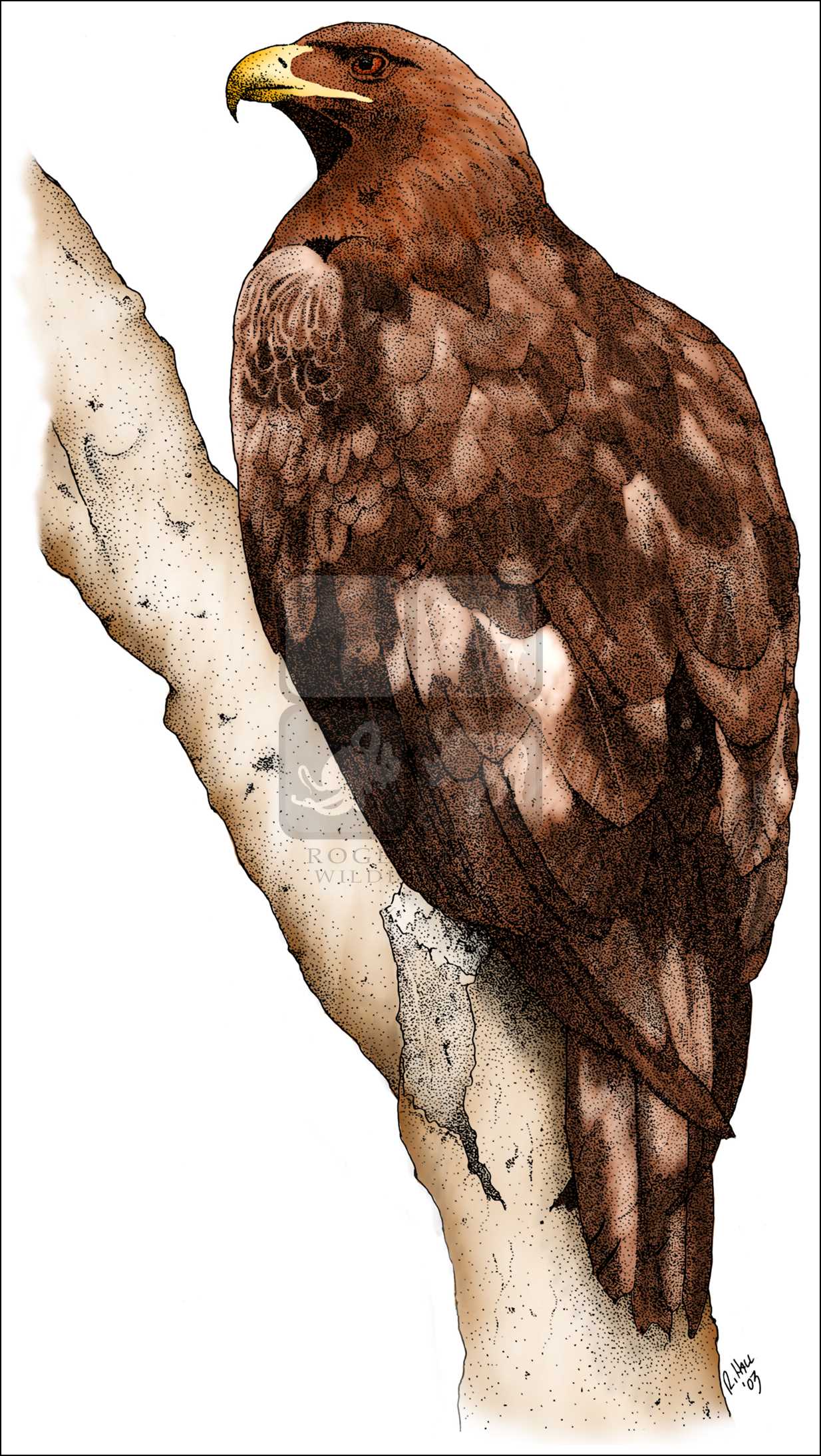 1234x2186 Golden Eagle - Eagle Drawing Color