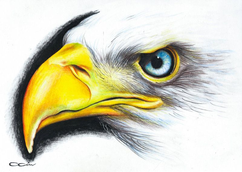 Eagle Drawing Color At Paintingvalley Com Explore Collection Of