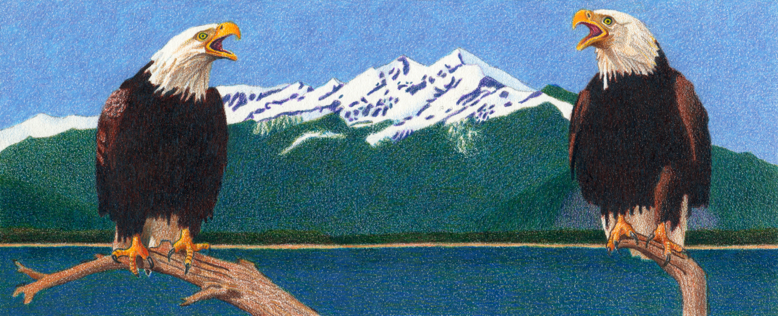 1600x650 impression evergreen bald eagles - Eagle Drawing Color