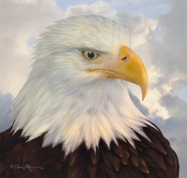 600x570 morrison's studio - Eagle Drawing Color