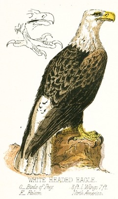 241x406 White Headed Eagle Drawing - Eagle Drawing Color