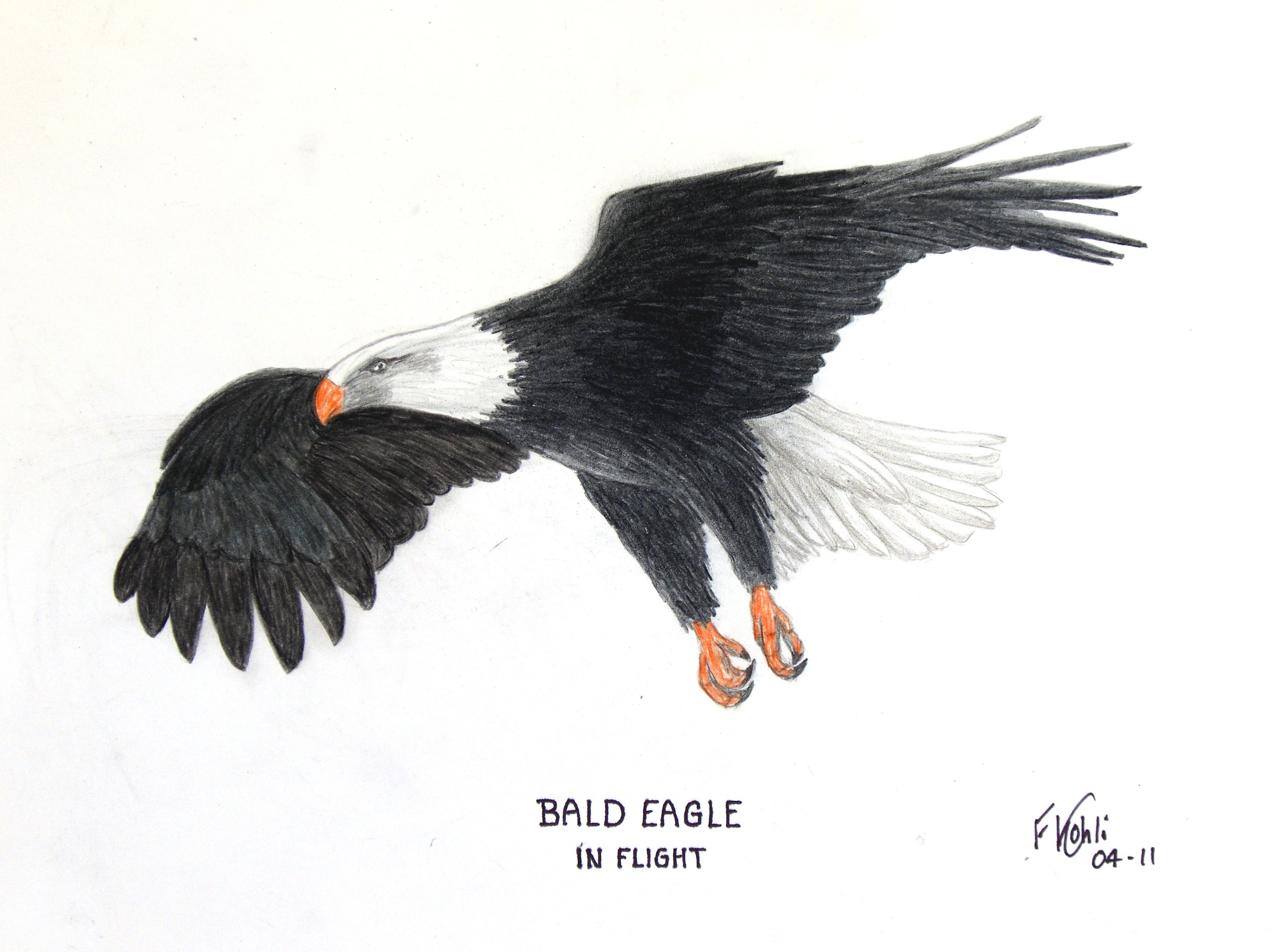 3462x2592 Eagle Drawing Color Pencil For Free Download - Eagle Drawing Color