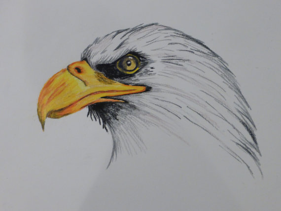 Eagle Drawing Color at PaintingValley.com | Explore collection of Eagle ...