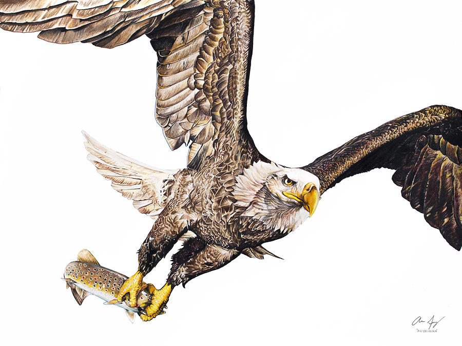 900x674 Bald Eagle Fishing White Background Painting - Eagle Drawing Color