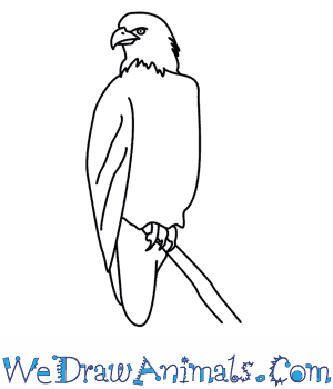 300x350 How To Draw An Eagle - Eagle Drawing Easy