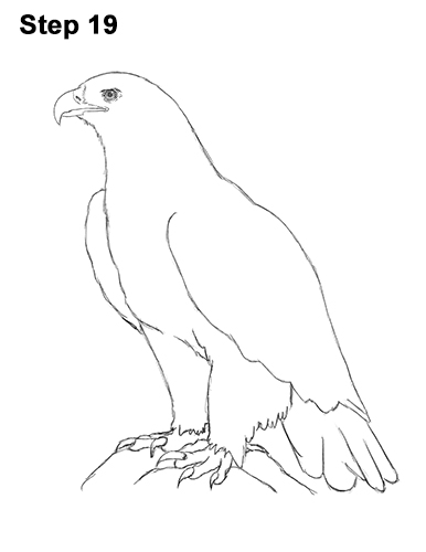 386x500 How To Draw A Golden Eagle - Eagle Drawing Easy