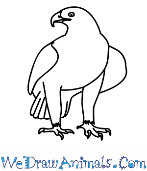 300x350 How To Draw A Golden Eagle - Eagle Drawing Easy