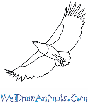 300x350 How To Draw An African Fish Eagle - Eagle Drawing Easy