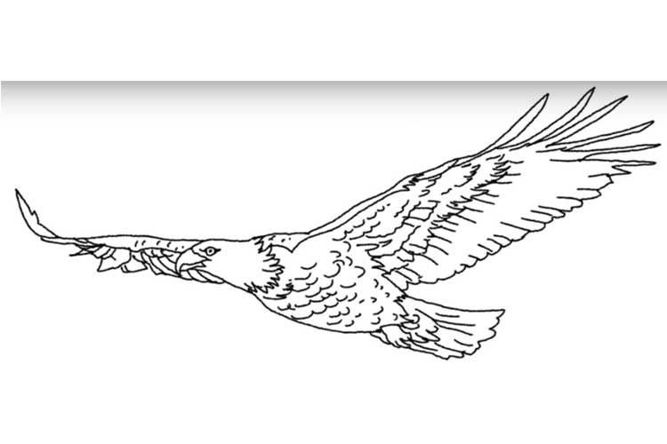 750x500 How To Draw An Eagle Flying Realistic, Head, Easy And Step - Eagle Drawing Easy