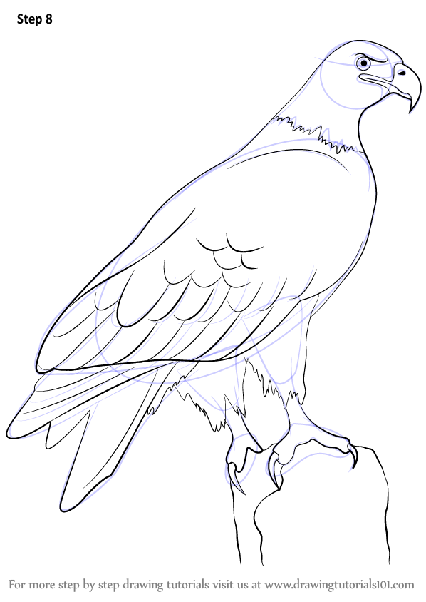 598x844 With This Easy Step Pictorial About How To Draw A Eagle, It Is - Eagle Drawing Easy