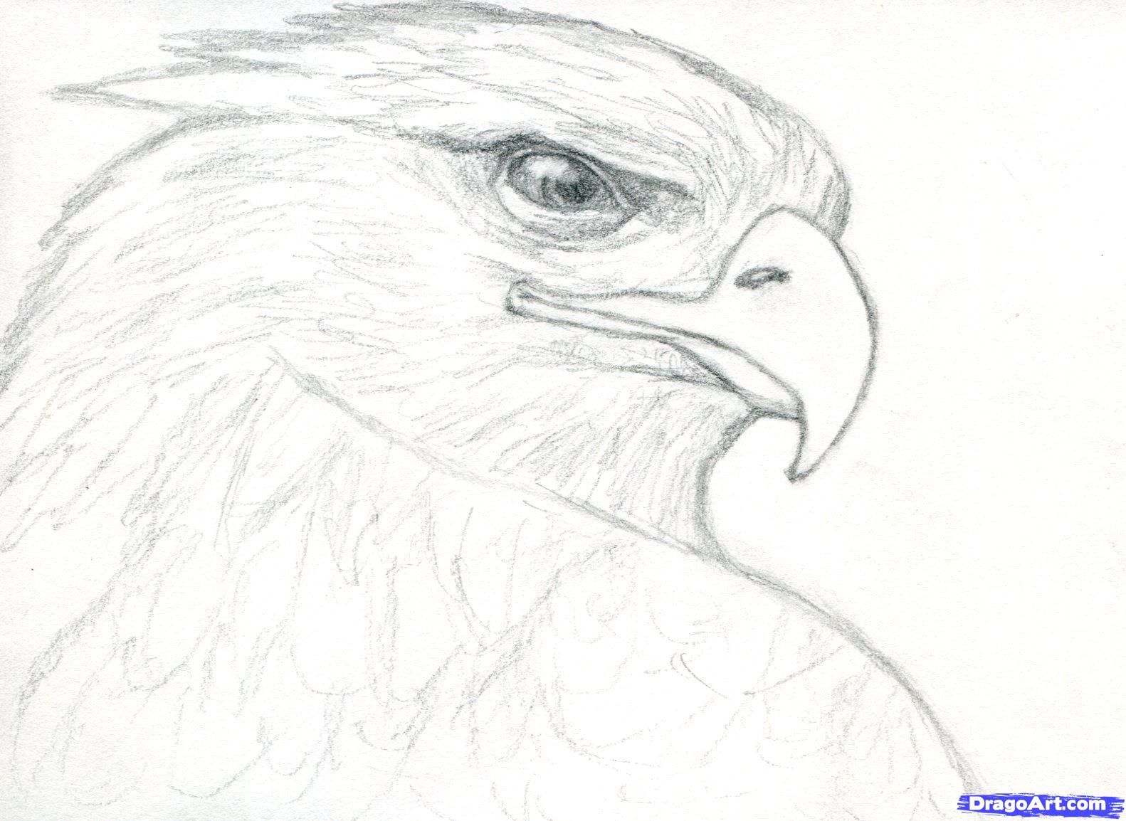 1582x1154 How To Draw A Realistic Eagle, Golden Eagle Step Bob Jacket - Eagle Drawing Easy