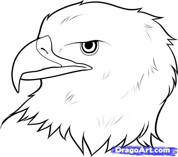 625x550 How To Draw An Eagle Head Step Jolexy Looming In Eagle - Eagle Drawing Easy