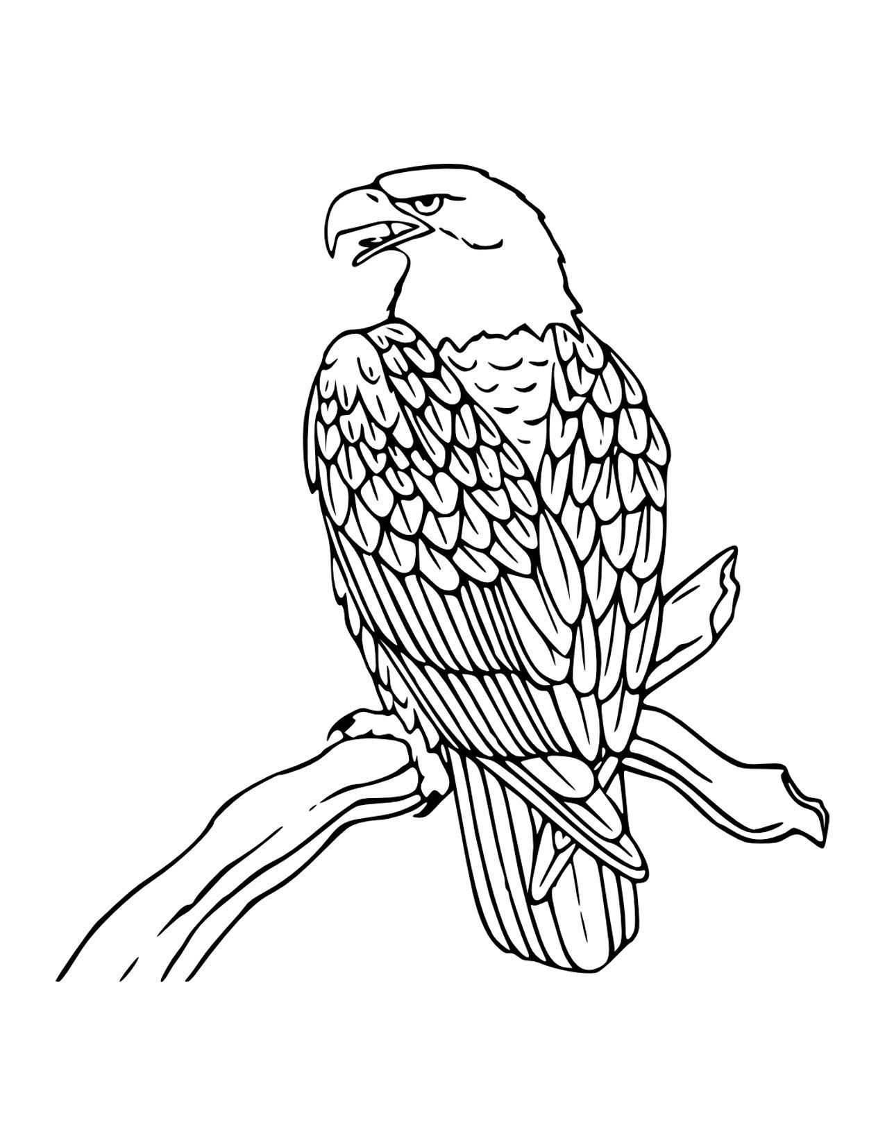 1275x1650 free printable bald eagle coloring pages for kids eagles eagle - Eagle Drawing For Kids