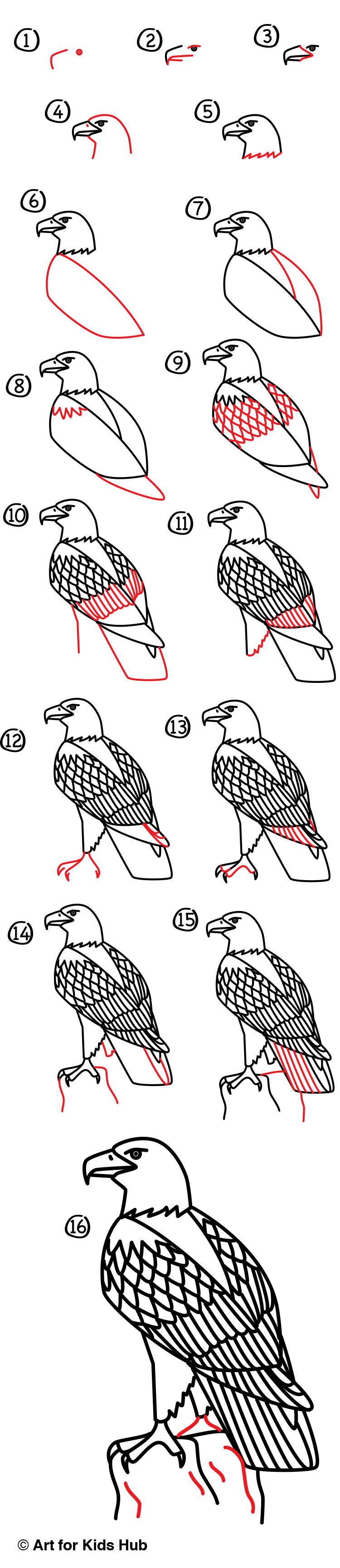 750x3458 How To Draw A Realistic Bald Eagle - Eagle Drawing For Kids