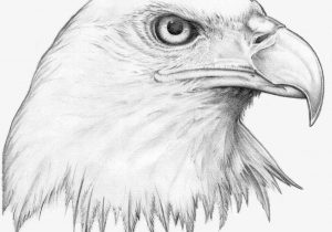 300x210 Pencil Drawing Of Eagle For Kids How To Draw A Realistic Bald - Eagle Drawing For Kids