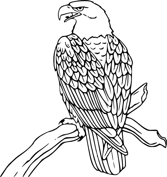 564x597 Bald Eagle Clip Art Free Vector In Open Office Drawing - Eagle Drawing Images