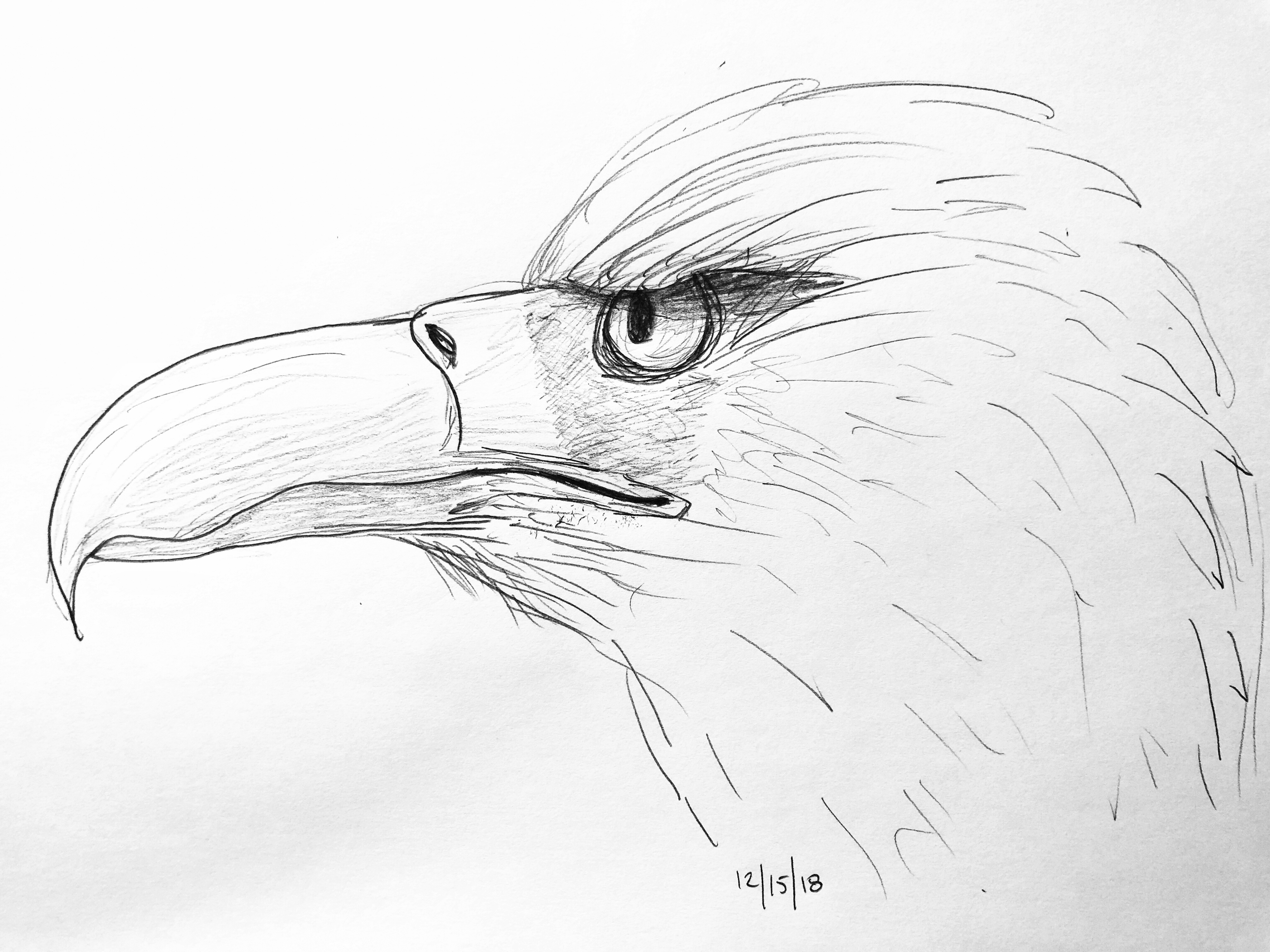 Eagle Drawing Images at PaintingValley.com | Explore collection of ...