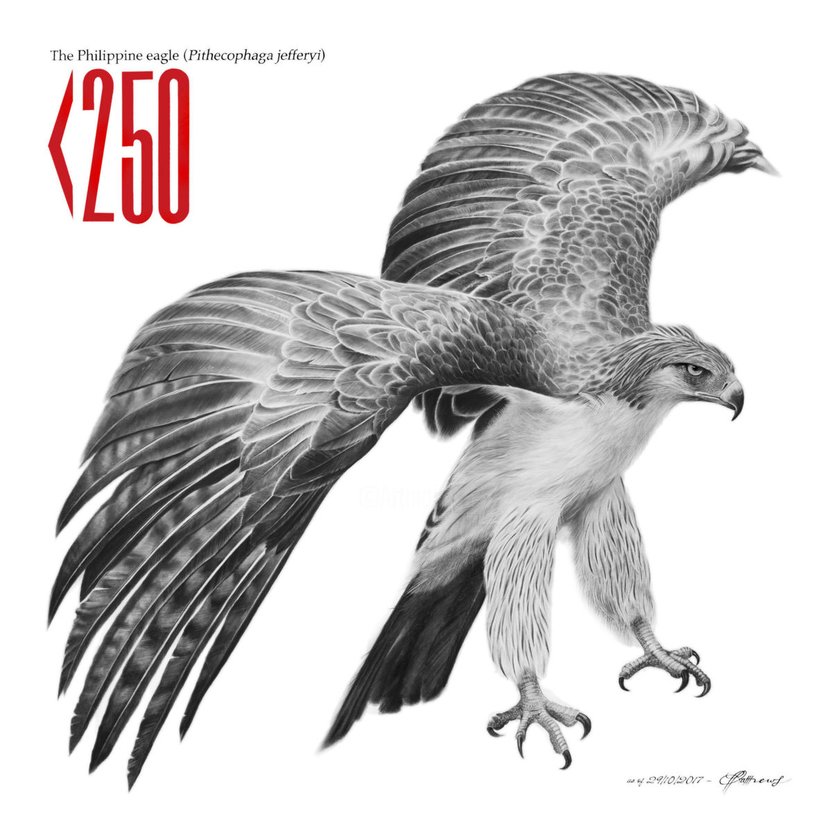 1200x1200 Philippine Eagle Drawing - Eagle Drawing Images