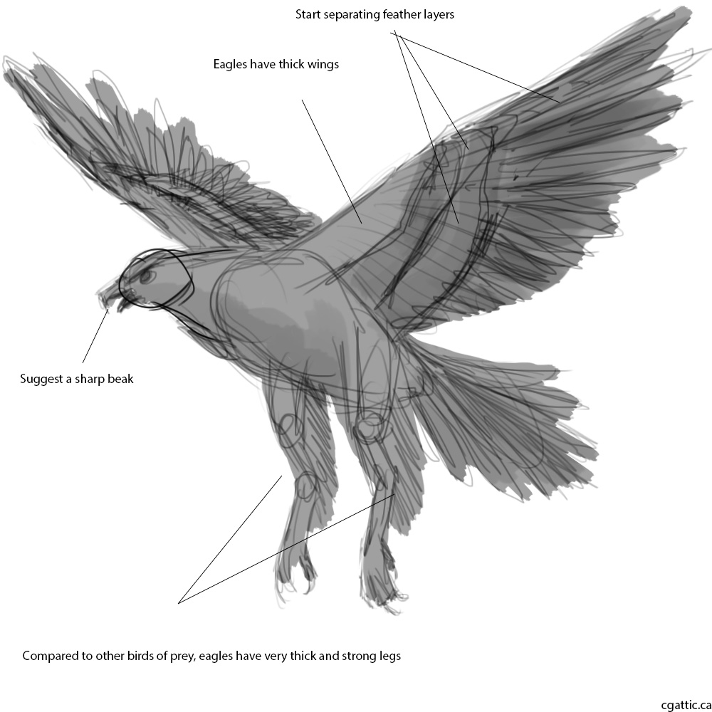 1000x1000 Realistic Eagle Drawings In Steps With Photoshop - Eagle Drawing Images
