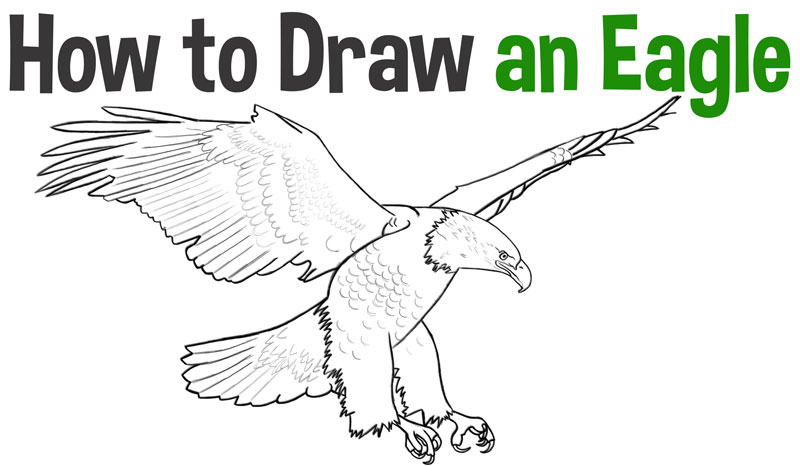 800x466 How To Draw An Eagle Archives - Eagle Drawing Images